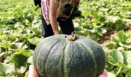 网红的瓜真实爆料最新,最新爆料揭露惊人内幕