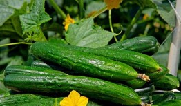 山东大瓜爆料视频大全最新,揭秘娱乐圈最新热点事件