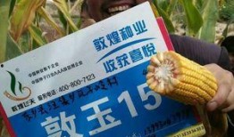 敦煌种业最新爆料,揭秘农业科技新突破